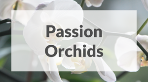 Passion Orchids